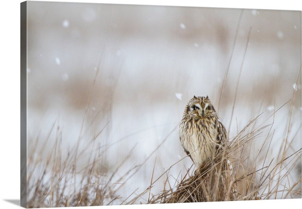 Photograph of an owl sitting in a field of tall grass during a snow fall.