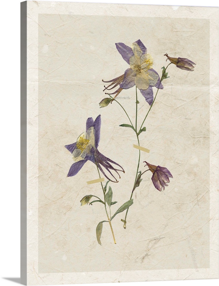 Floral decor with dried flowers pressed onto neutral colored background with a textured look.
