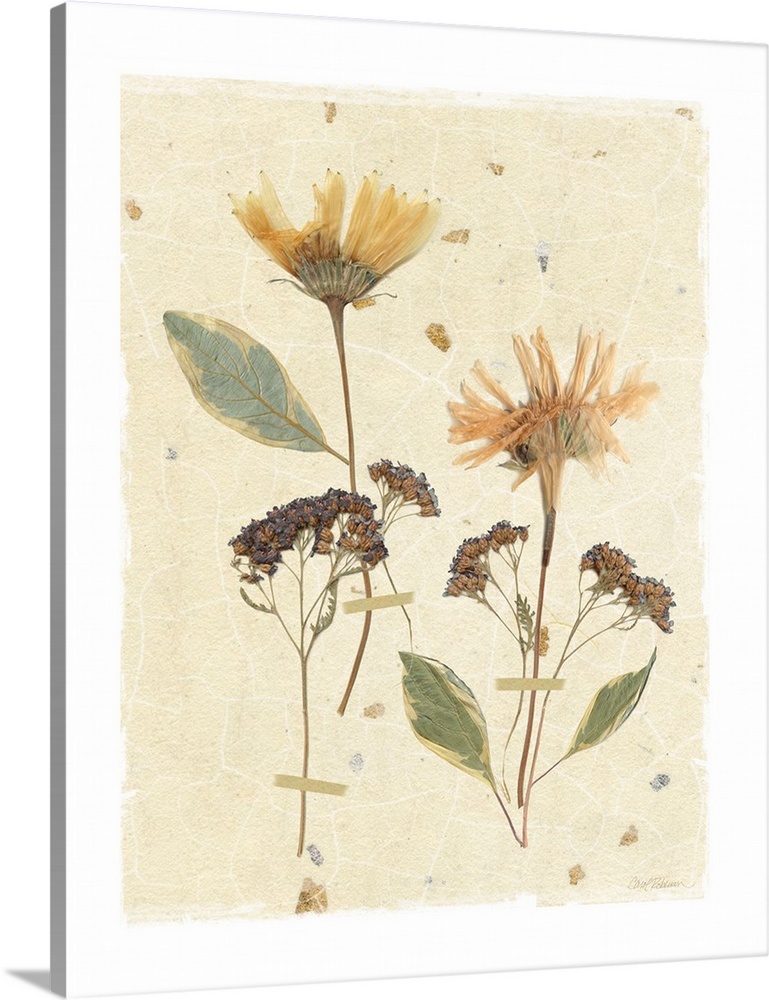 Scan of pressed daises on a textured beige background with a white boarder.