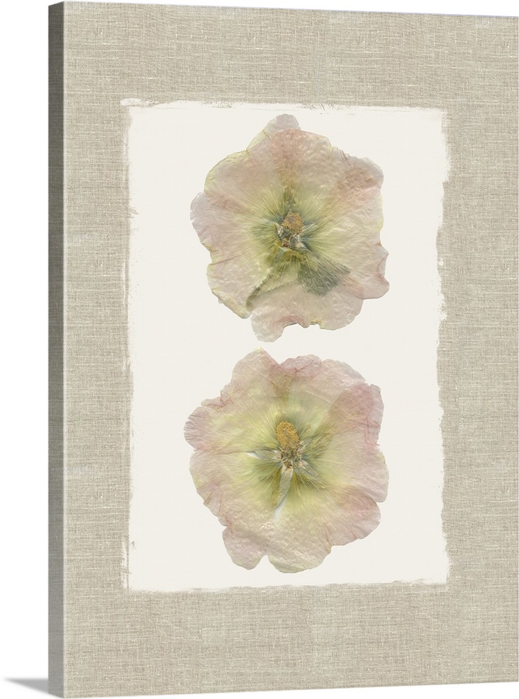 Decor with two dried hollyhock flowers pressed onto a painted white square  with a burlap textured background.