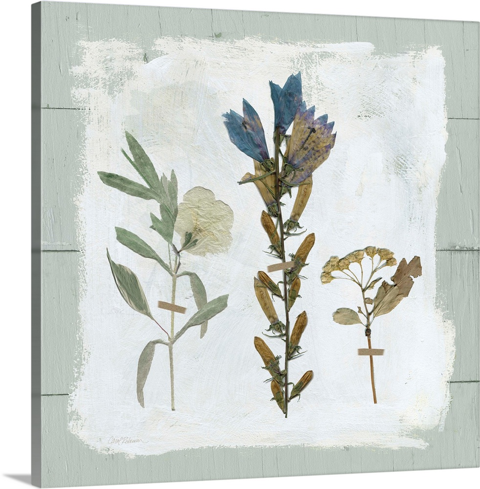 Square decor with three dried flowers pressed onto a painted white square with a pale blue shiplap background.