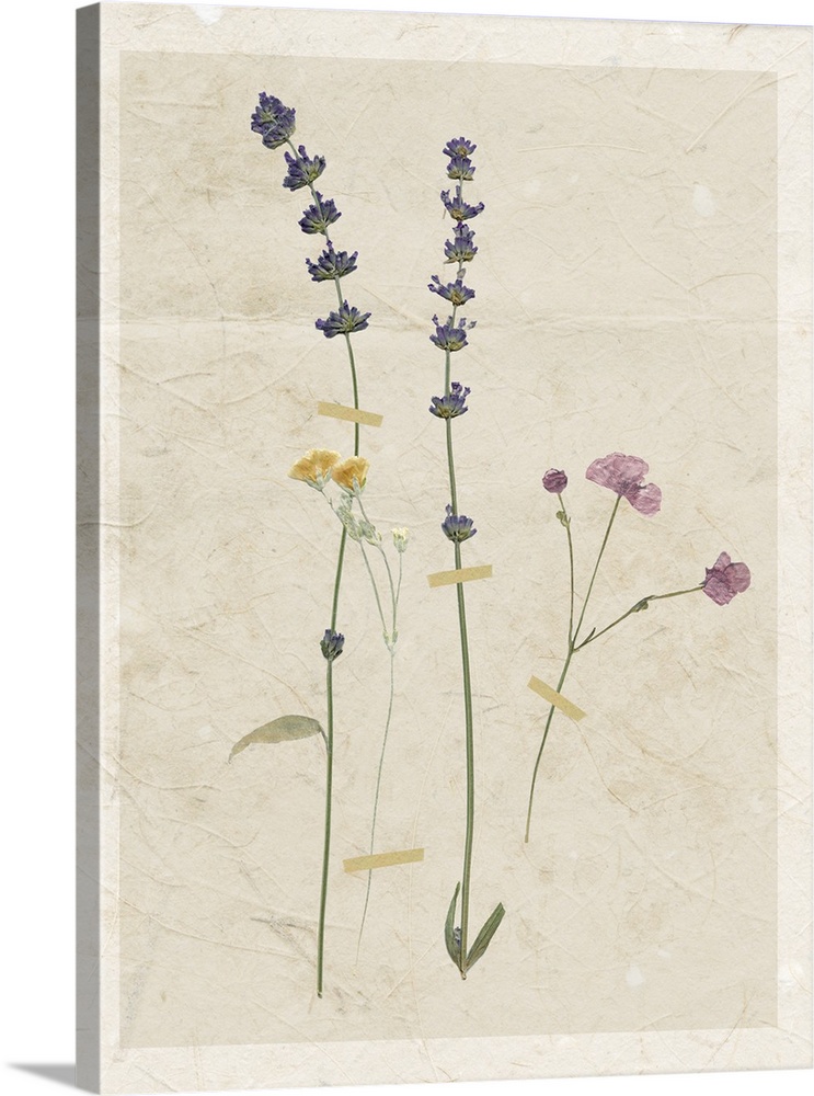 Floral decor with dried flowers pressed onto neutral colored background with a textured look.