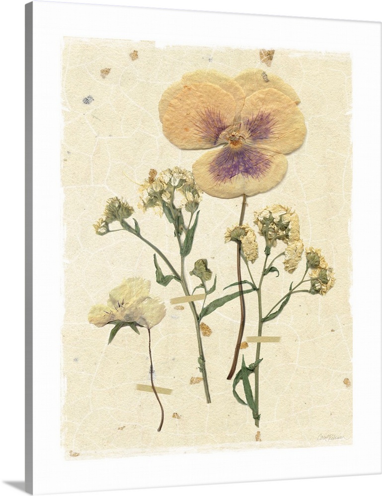 Scan of pressed pansies on a textured beige background with a white boarder.