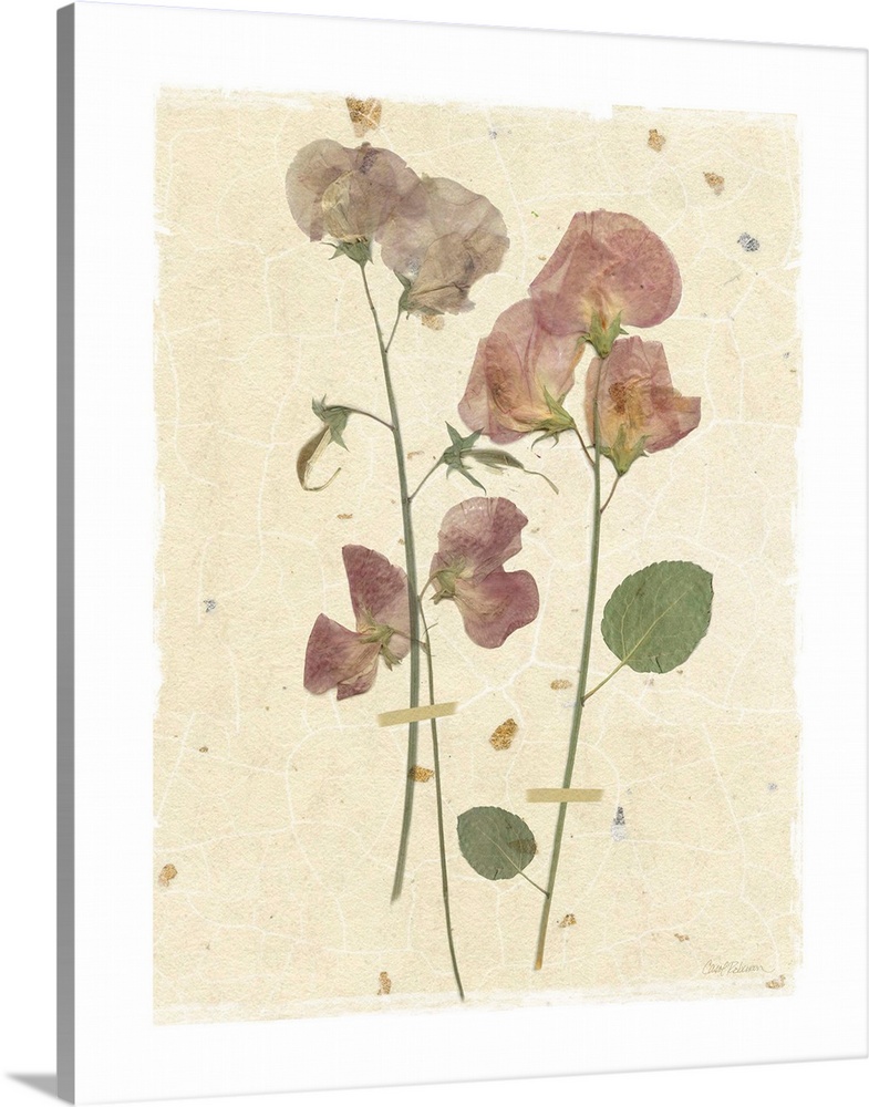 Scan of pressed sweetpea flowers on a textured beige background with a white boarder.