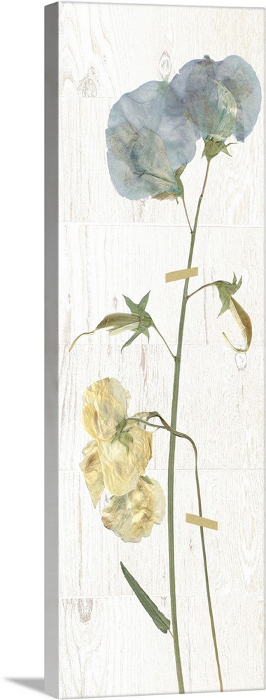 Panel decor with dried sweetpea flowers pressed onto a painted white rectangle on a marble-like background.