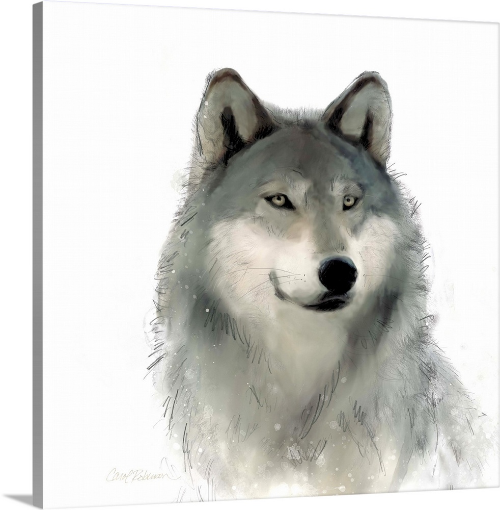 Watercolor portrait of a wolf on white.