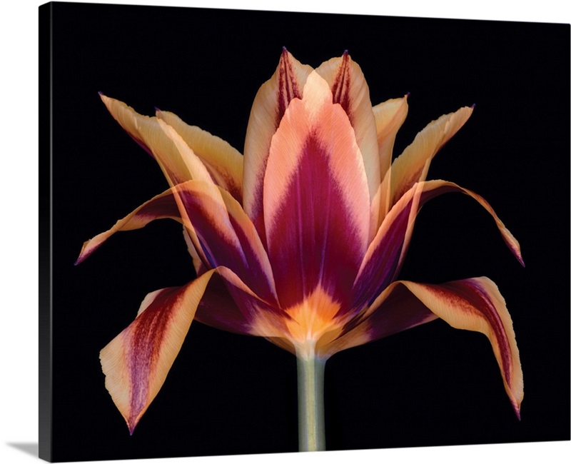 Red Tulip Wall Art, Canvas Prints, Framed Prints, Wall Peels Great