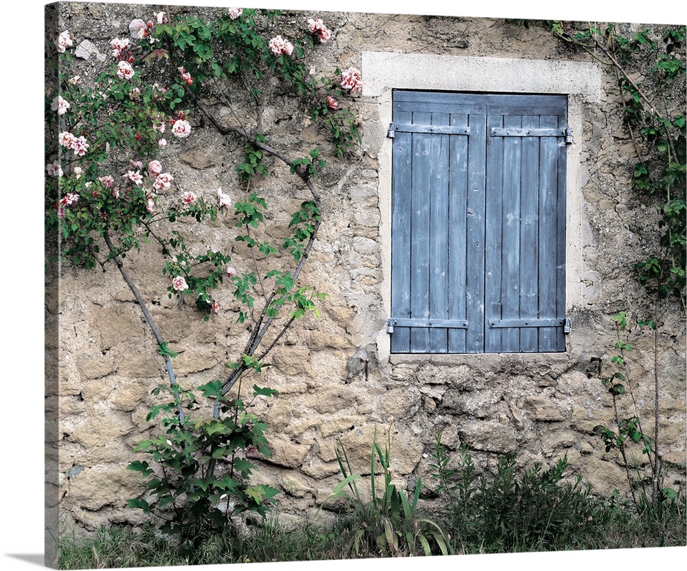 Photograph of a window with blue shutters on a house with roses on the brick wall.