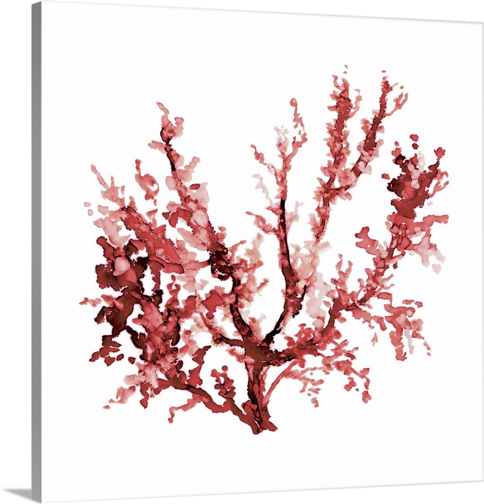 Square watercolor painting of red coral on a solid white background.