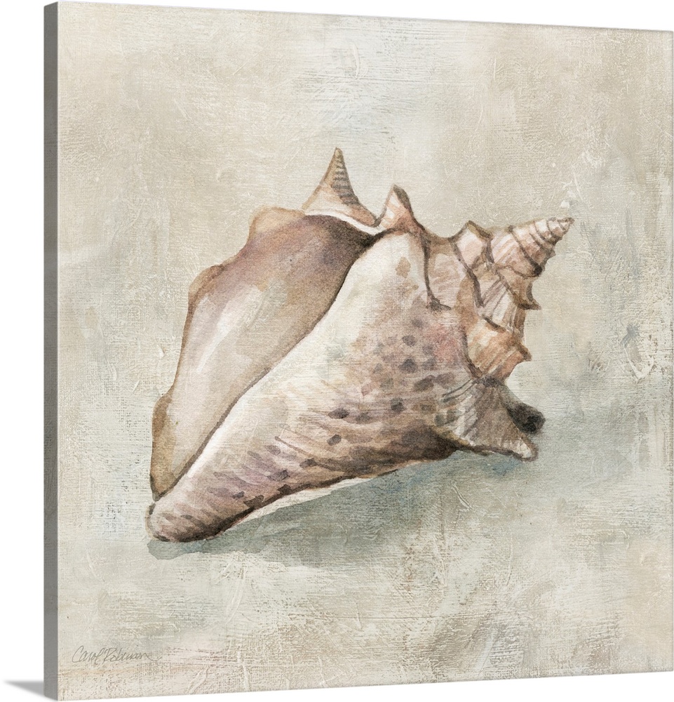 Seashell Textures II