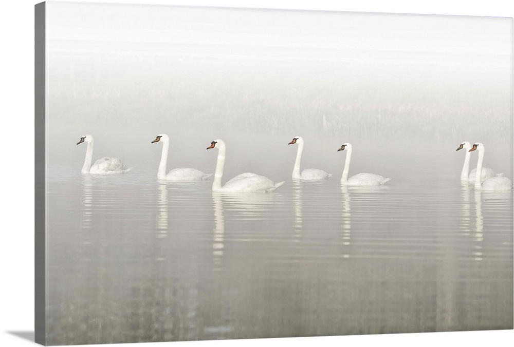 Photograph of seven swans floating in a row through a foggy lake.