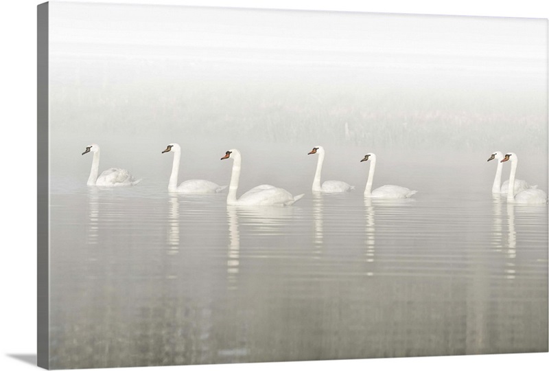Seven Swans Wall Art, Canvas Prints, Framed Prints, Wall Peels Great Big Canvas