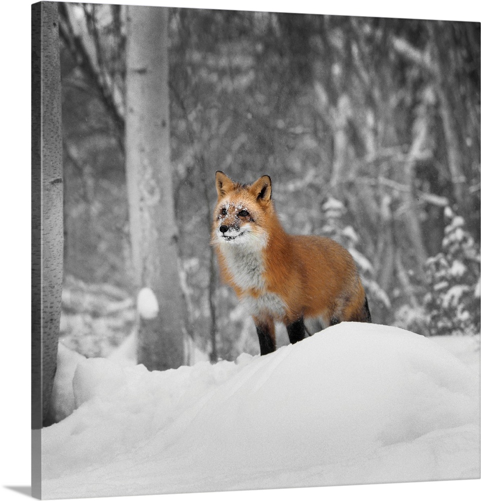 A square photograph of a red fox on a mound of snow on the edge of a forest.