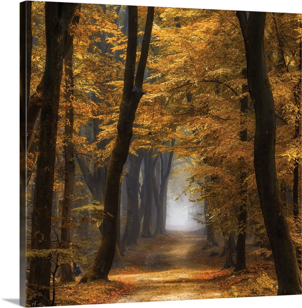 Square photograph of an Autumn forest landscape with golden trees and a foggy pathway running through the middle.