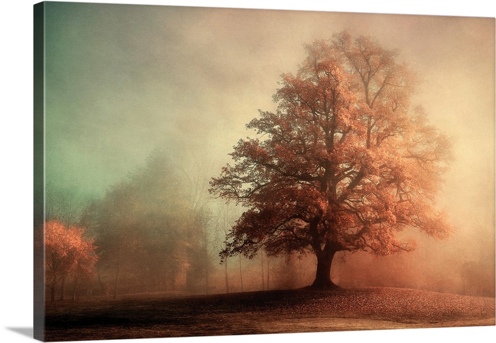 Photograph of a large Autumn tree with red leaves and sunshine lighting up the side with a foggy background.