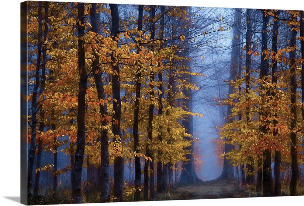 Deep blue light in a forest of trees with bright orange leaves.