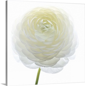 White Beauty IV image thumbnail