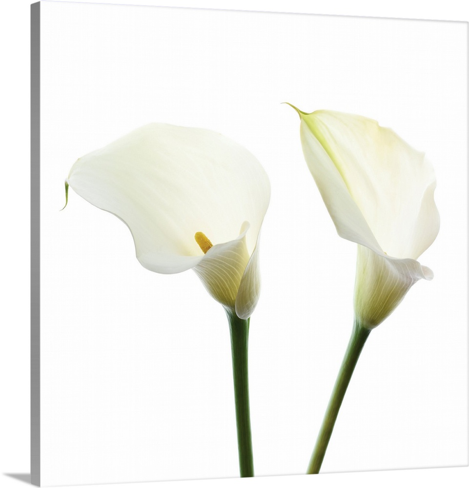 Square photograph of two white Calla Lilies.