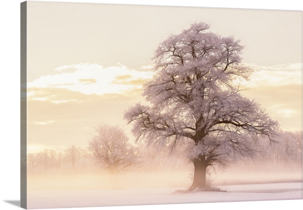 Large photograph of a foggy Winter landscape with snow covered trees and warm light from the sunrise.
