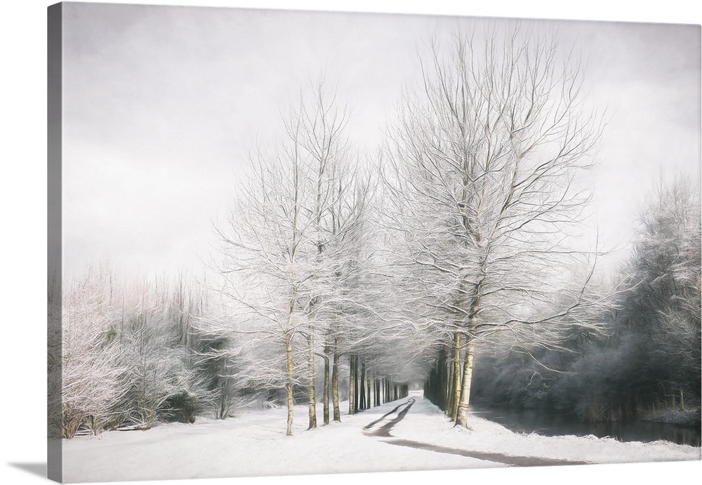 This snowy scene exhibits painted trees lining a path with weaving branches against a cloudy gray sky.