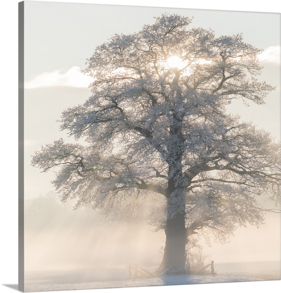 Square photograph of a Winter tree with frosted branches and the morning sun beaming though the middle.