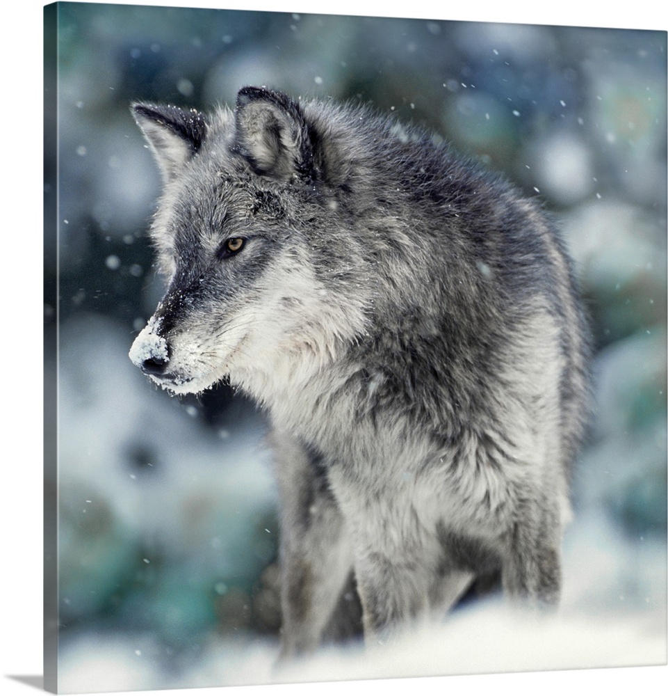 A square photograph of a wolf with snow on the tip of his nose as the snow is falling.