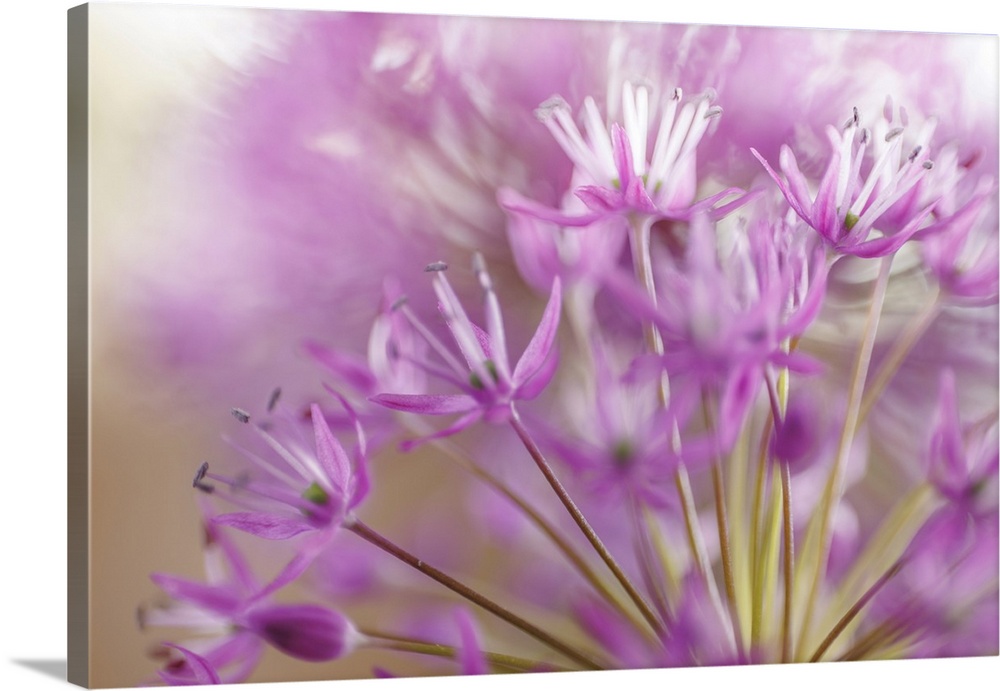 Allium Blossoms II