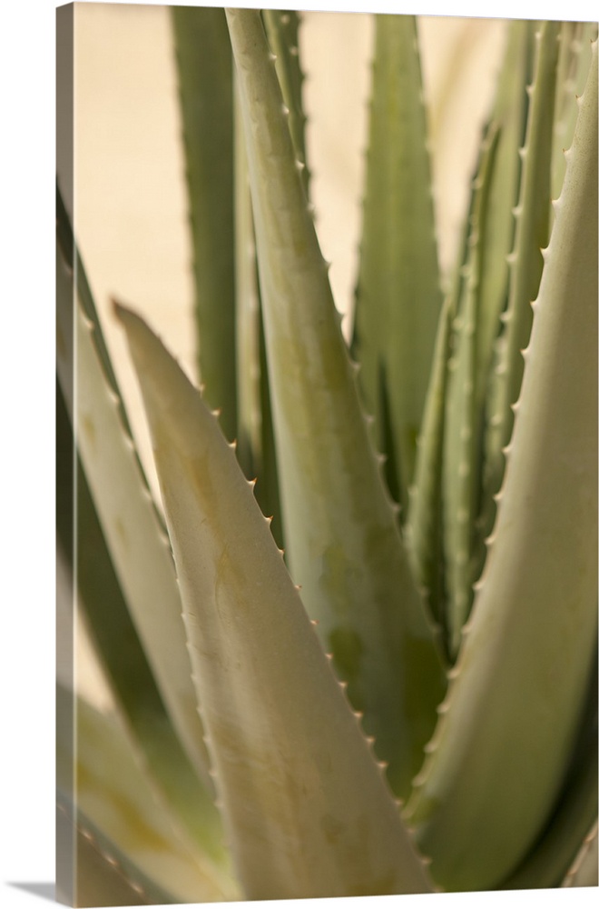 Close up of the pointed leaves of an aloe plant.