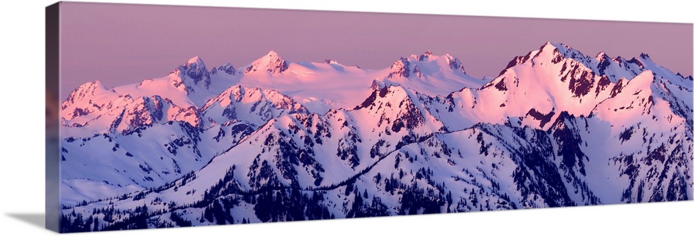Panoramic photograph of pink alpenglow on top of Mount Olympus, Washington.