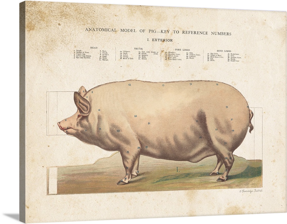 Anatomical Model Pig