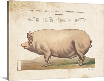 Anatomical Model Pig