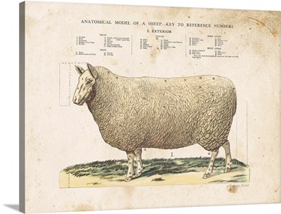 Anatomical Model Sheep