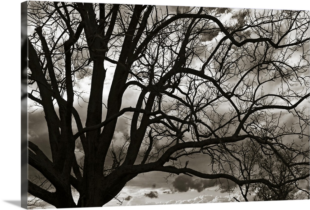 Dark silhouette of a barren tree against a monotone, cloudy sky, its bare branches reaching across the photograph.