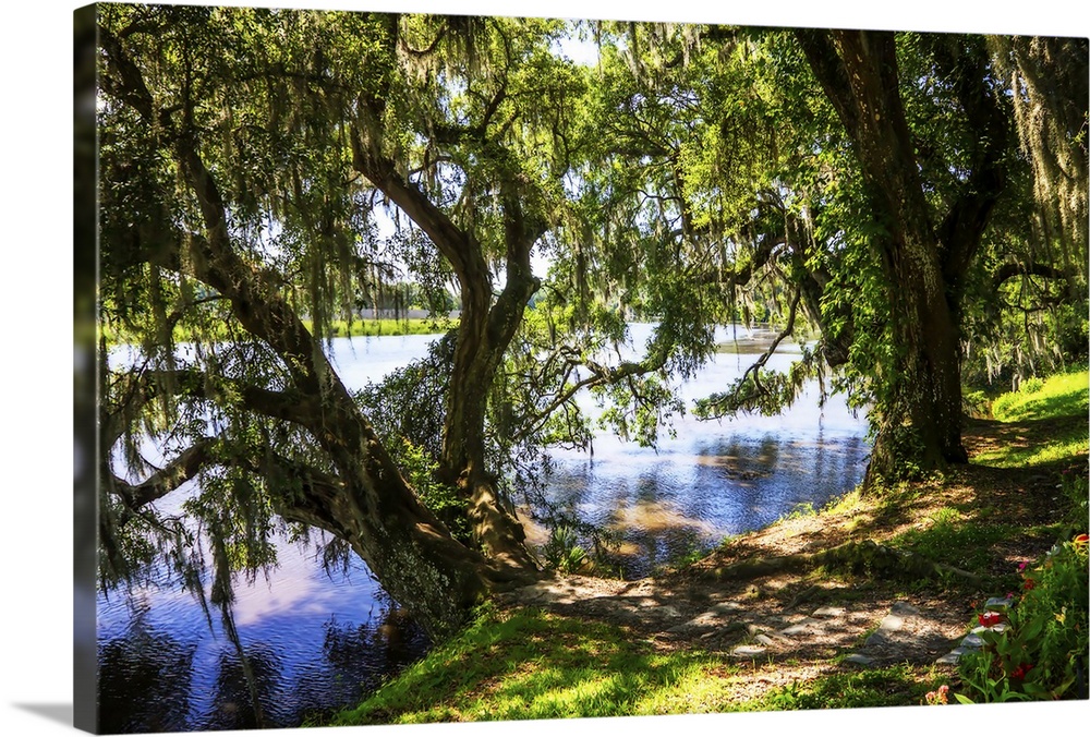 Landscape photograph of the Ashley River bank lined with large trees on a sunny day.