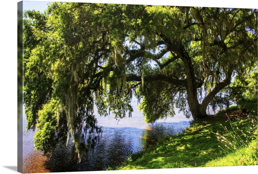 Landscape photograph of a Water Oak tree covered in Spanish Moss leaning over the bank of the Ashley River, SC.