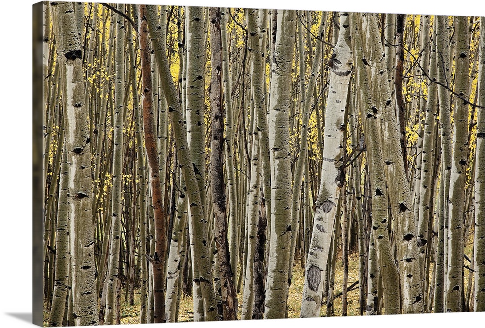 Close up of the trunks of an aspen grove with the golden leaves in the the background on Wilson Mesa near Telluride, Colorado