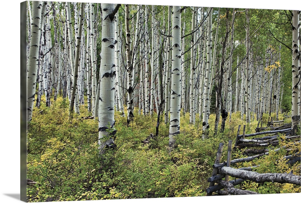 Grove of aspen trees in a forest with a hand build fence cutting through the bottom brush.
