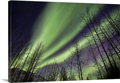 Aurora Borealis Silhouetted Trees