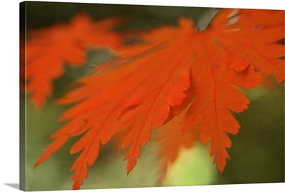 Autumn Leaf Mirage 2