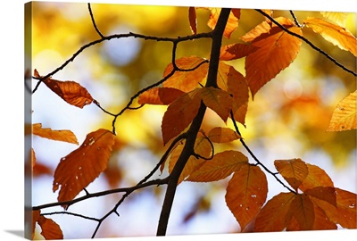 Autumn Leaves 4