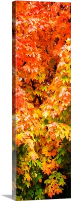 Autumn Maple I