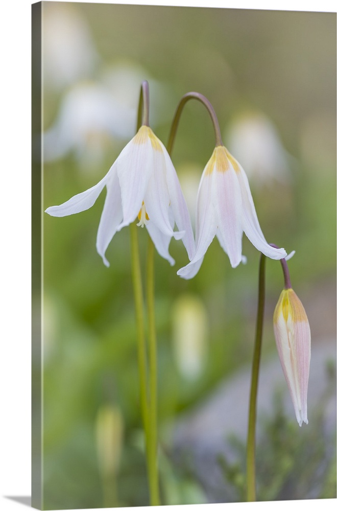 Avalanche Lily II
