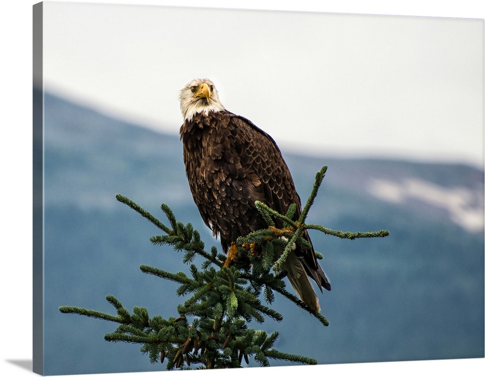Wildlife photograph of a bald eagle on top of a pine tree with a silhouetted mountain in the distance.