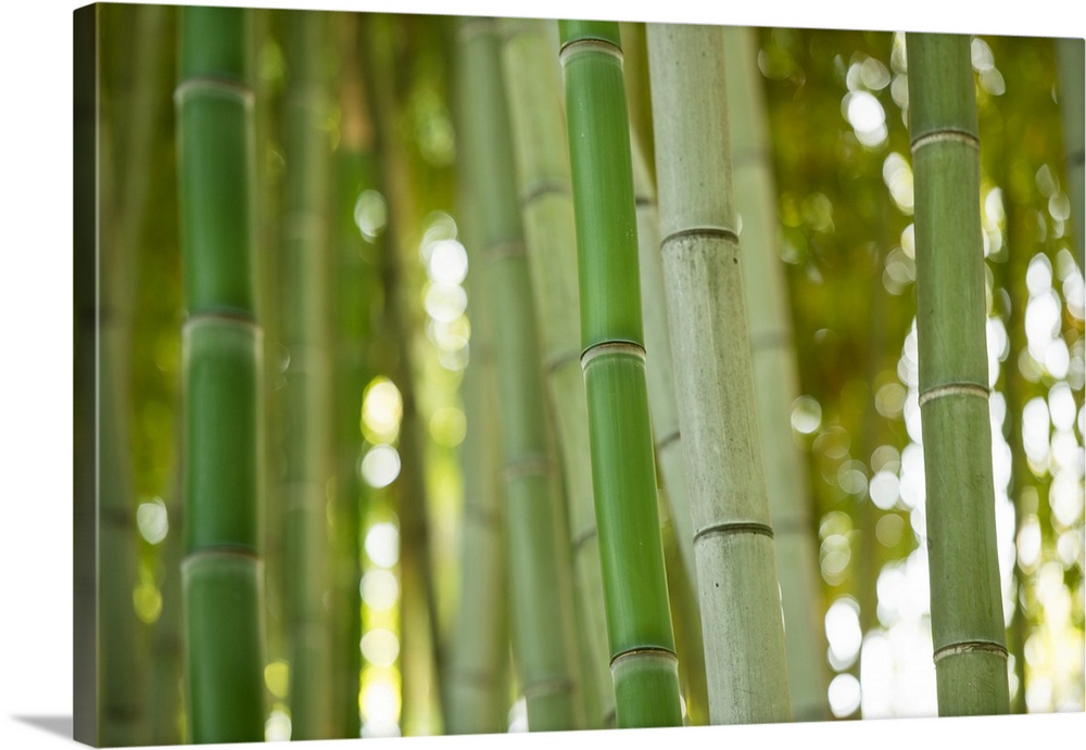 Bamboo and Bokeh I