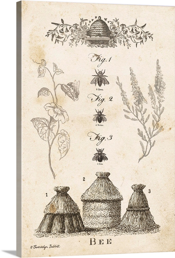 Vintage illustration of a bee chart with hives and different types of bees.