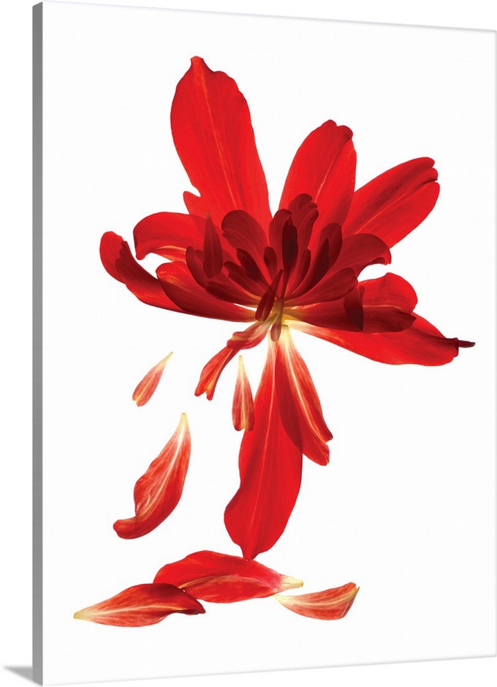 Photograph of bright red begonia petals on a solid white background.