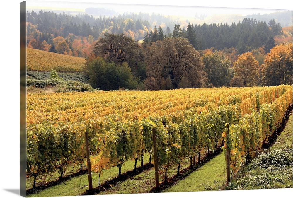 Large canvas print of a vineyard with a fall foliage covered forest in the background.