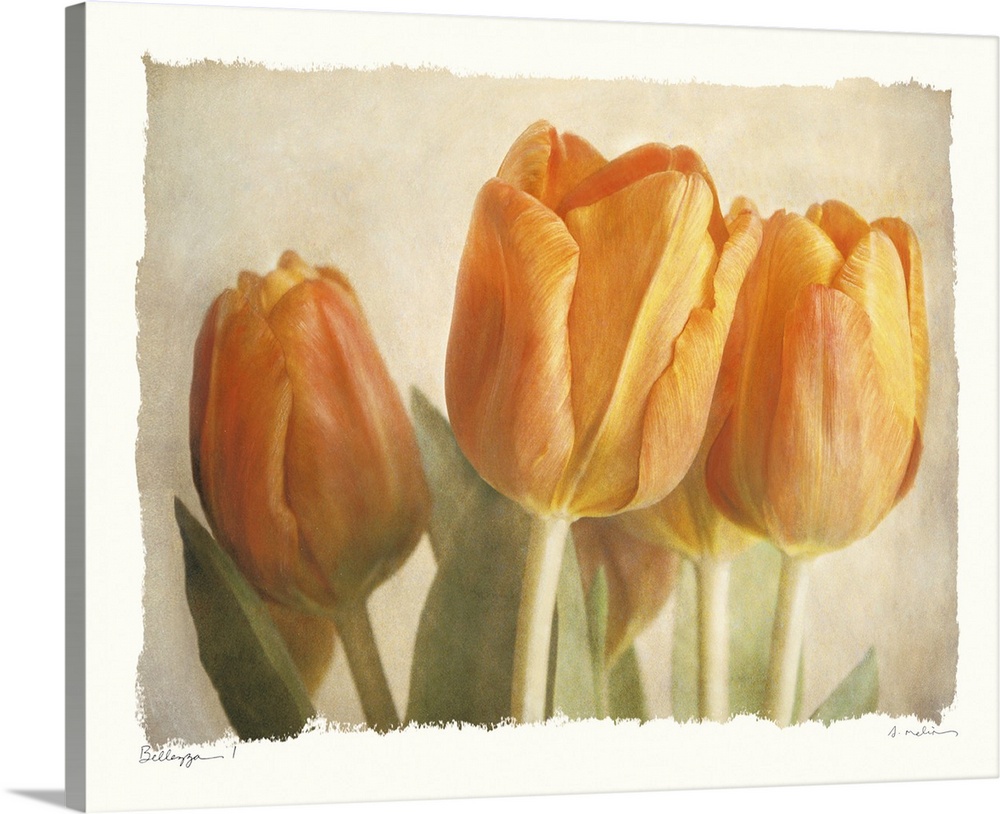 Horizontal, big home art docor of three closed tulips and their leaves on a soft neutral background.  The entire image is ...