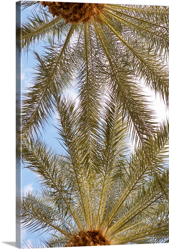 Photograph looking up at the very tops of two palm trees with a blue sky and white clouds in the background.