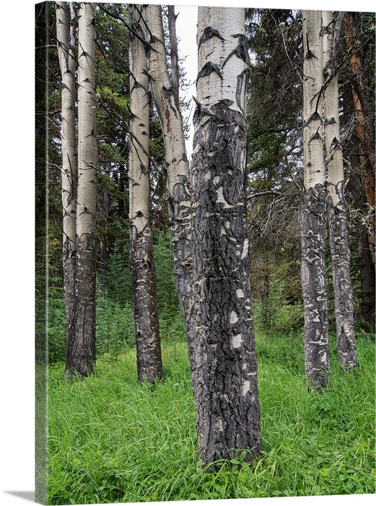 Photograph of birch tree trunks and luscious, tall, green grass.
